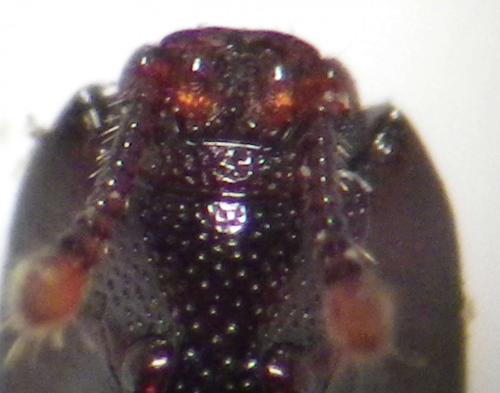 Cerylon histeroides